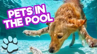 Ultimate Cute and Funniest Pets in the Pool | Funny Animals Compilation| #thatpetlife