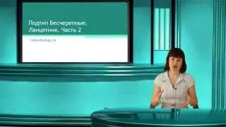 Ланцетник. Тип Хордовые. Часть 2. Онлайн подготовка к ЕГЭ по Биологии.