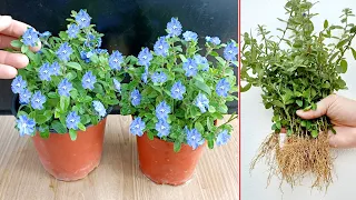 How to grow simple Blue Daze flowers, with many beautiful year-round flowers