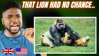 🇬🇧BRIT Reacts To WHEN ANIMALS MESSED WITH THE WRONG OPPONENT - PART 2!