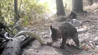 Bobcat Kills Rattlesnake While Fighting - 1147348