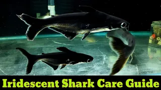 Everything About Iridescent Shark | Iridescent Shark's Tank Mates, Diet, Gender Identification