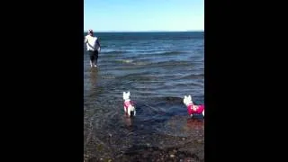 Anabelle a la plage avec les westie