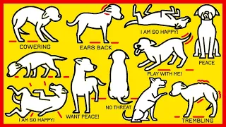 How to Understand Your Dog Better