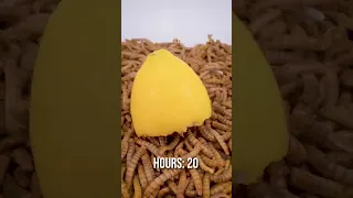 10 000 Mealworms vs. Snack Lemon