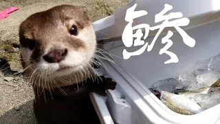 川で泳いでいたら、なんと視聴者様から大量の獲れたてアジをプレゼント頂きました！ [Otter life Day 317]【カワウソアティとにゃん先輩】