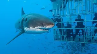 El gran depredador del oceano