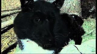 Как поживает спасённая собачка Лисичка