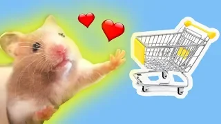 Hamster Shopping 🐹 Einkauf für Goldhamster 💖 Zoo Zajac FMA🐰🐱🐶🐟🐾🎬♥