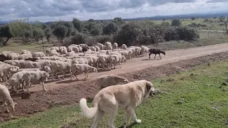 Nos vamos de paridera a la cerca