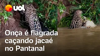 Onça é flagrada caçando jacaré no Pantanal; vídeo mostra momento