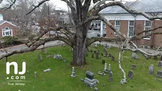 Life of 600-year-old oak tree comes full circle