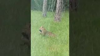 Battle Between Baby Alligator and Bobcat || ViralHog