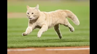 Смелые коты на спортивных стадионах мира/Brave cats in the sports arenas of the world