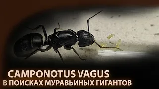 ПОЙМАЛ ГИГАНТОВ! Муравьи Camponotus Vagus! ШОТА_ГДЕТА