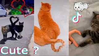 Funny and super cute pets on TikTok #32