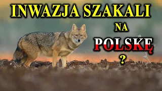 Szakal Złocisty - Nowy Gatunek w Polsce - Czy Jest Inwazyjny?