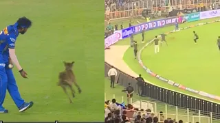 Dog enter into stadium & Hardik Pandya did this with dog in front of Everyone at Modi stadium