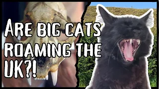 Episode Eight - The Penallta Big Cat