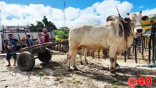 FEIRA DO GADO NO BOLA EM PANELAS-PE  21 04 2024  #nordeste