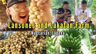 Lansones and Lakatan Farm ng Nagcarlan, Laguna