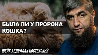 Была ли у пророка ﷺ кошка?