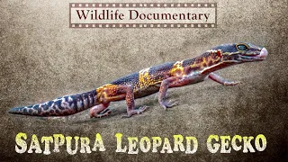 Satpura Leopard Gecko | Wildlife Documentary