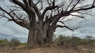 Hunting the Limpopo Valley with Cazafaris and PJ Safaris