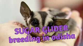 Sugar glider breeding setup and breeding progress.