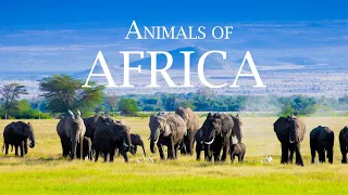 4K African Wildlife: ELEPHANTS - Relaxing Music With Video About African Wildlife (4K ULTRA HD)