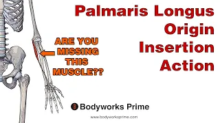 Palmaris Longus Anatomy: Origin Insertion & Action