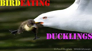 Frantic mother ducks attack a bird eating ducklings