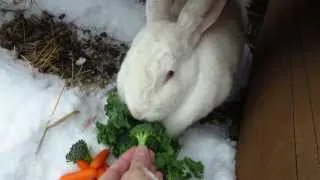 Bunny Growl