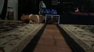 Guinea pigs jump over the lava or step on it