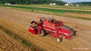 Żniwa 2021 pszenica , Massey Ferguson 507