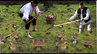 Mashrooms madness !!! Great mushroom picking !!! The biggest Catch !!! Porcini. GRZYBY 2023