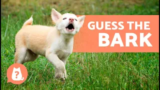 GUESS the DOG BREED by Their BARK 🐶🔊 How Many Do You Know?