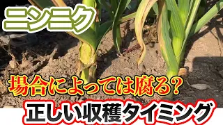 【にんにく】収穫時期の判断と見極め方とは？早すぎても遅すぎてもいけません