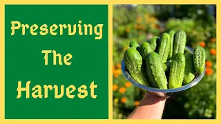 Preserving Cucumbers The Ancient Way - Lacto Fermented Cucumber Pickles - Probiotic Superfood