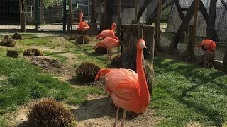 Family Day Out at Mini Zoo Land- Slovenske konjice | Slovenia