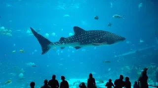America's Largest Aquarium (Georgia Aquarium Tour)