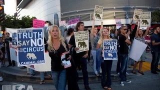 LCA - More than 30 Years of Fighting to Ban Elephants in Circuses