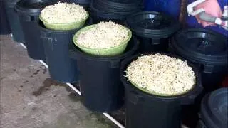 Bean Sprouts in Japan - Taugeh