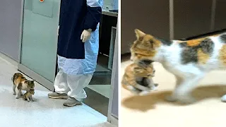 Katzenmama bringt Kätzchen ins Krankenhaus und bittet um Hilfe...