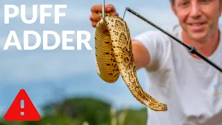 Africa's Most Deadly Snake! ft. The Puff Adder