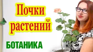 Почки растений. Вегетативные и генеративные почки