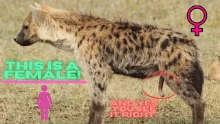 Female hyenas have a pseudo-penis.