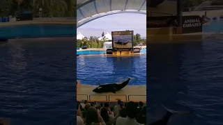 Orca show at Loro Parque