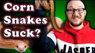 DO NOT GET A CORN SNAKE! | 3 Reasons Why and 3 Better Pet Snake Options!