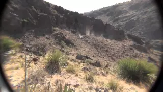 2012 Aoudad Ram Davis Mtns West Texas